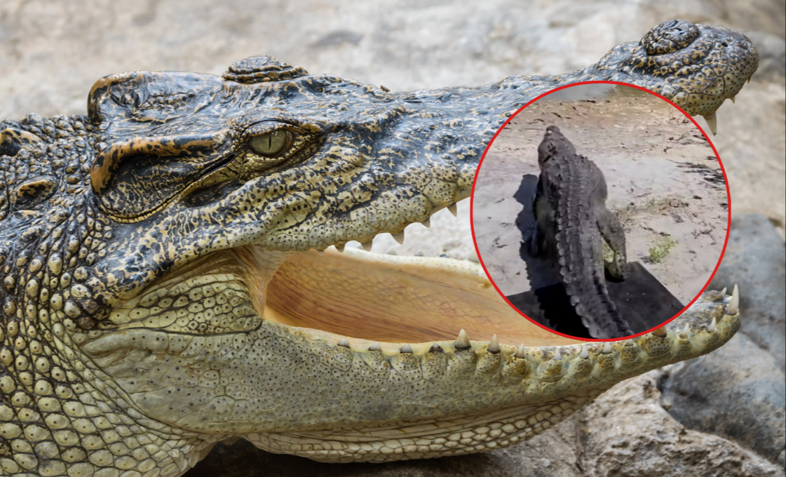 Más de 100 kg y 3 metros de largo: Así liberaron a un cocodrilo tras ser capturado en playa de Cozumel (VIDEO)
