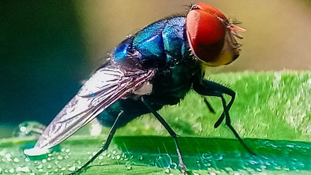 En Quintana Roo el gusano barrenador continúa presentándose principalmente en el ganado En Quintana Roo el gusano barrenador continúa presentándose principalmente en el ganado
