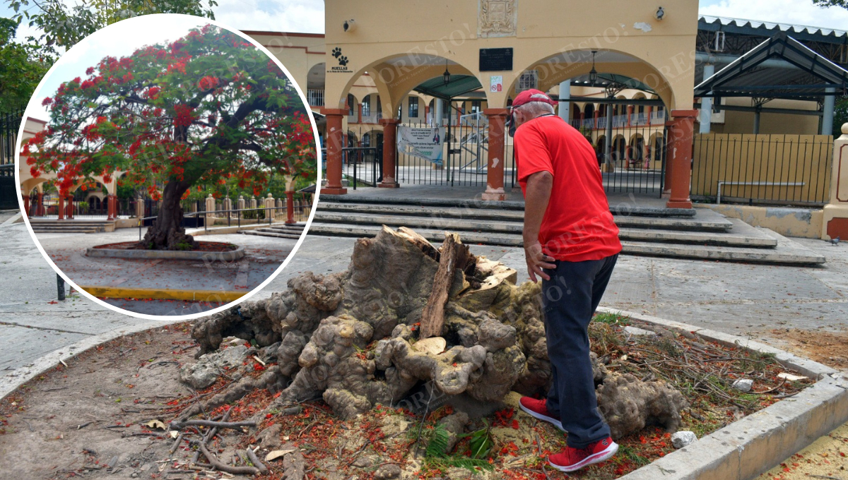 Retiran árbol en escuela de San Román tras ataques de abejas a adultos Retiran árbol en escuela de San Román tras ataques de abejas a adultos