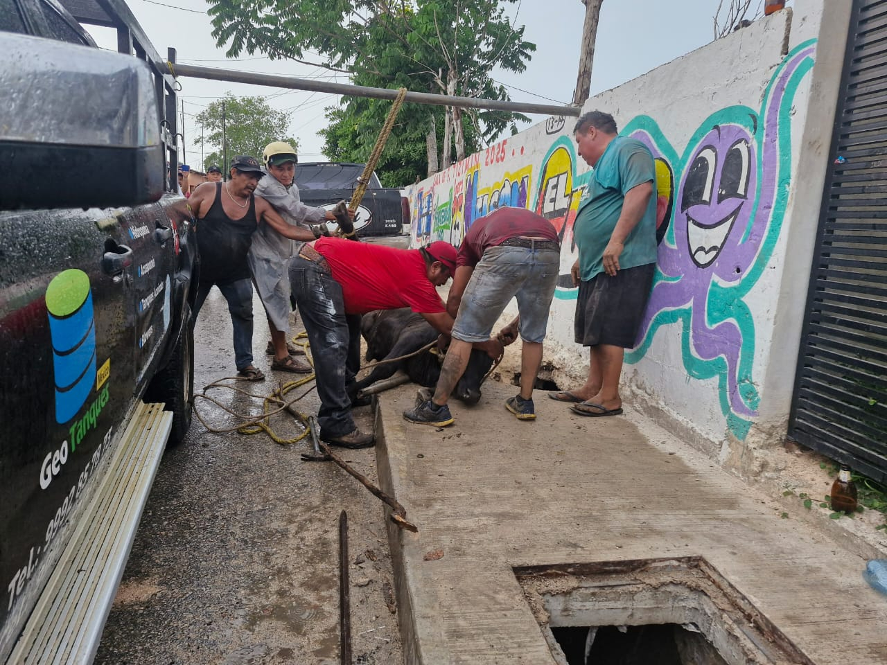 Un bovino resbala dentro de una cueva y termina atrapado en la salida de unos drenajes Un bovino resbala dentro de una cueva y termina atrapado en la salida de unos drenajes