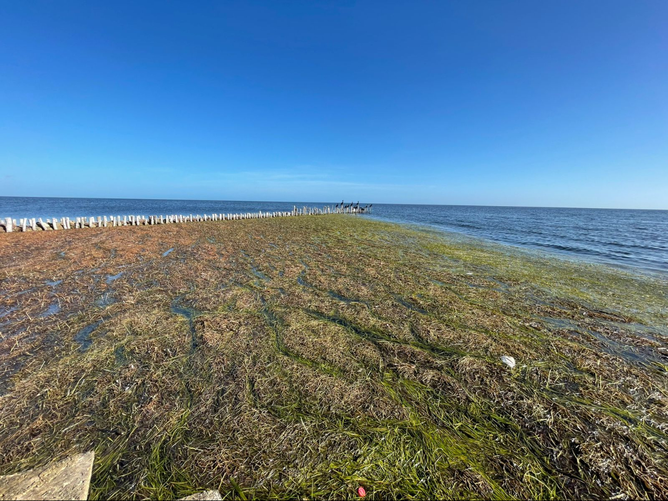 Sargazo tapiza la costa yucateca; arriban grandes cantidades  de macroalgas en playas de Chabihau