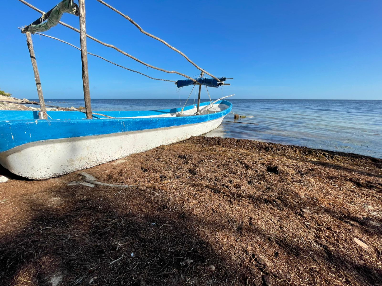 Pobladores colaboran para retirar el sargazo de la costa de Chabihau Pobladores colaboran para retirar el sargazo de la costa de Chabihau