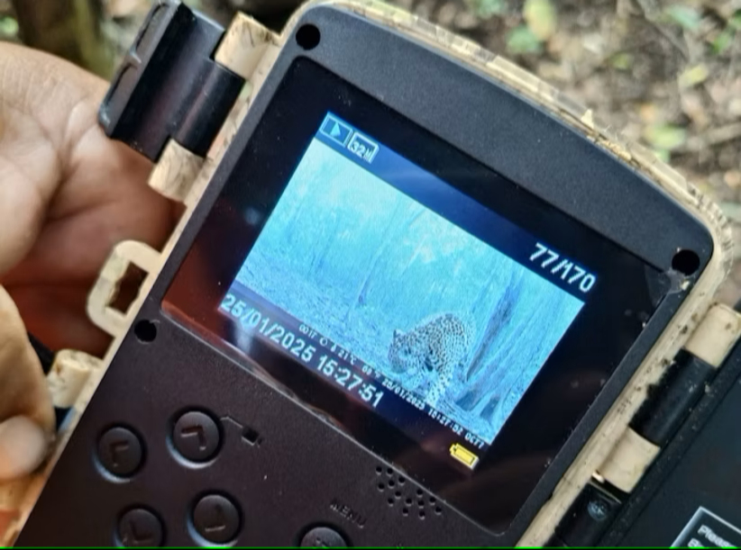 Se usan 32 cámaras trampa para monitorear fauna silvestre como tapir, venado y pecarí. Se usan 32 cámaras trampa para monitorear fauna silvestre como tapir, venado y pecarí.