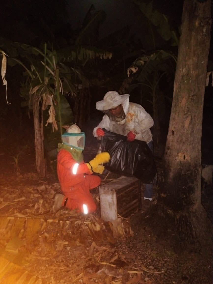 Capturan enjambres de abejas en dos colonias de Escárcega; los reubican en un apiario para evitar riesgos    
