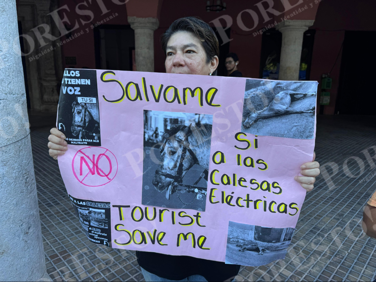 Denuncian jornadas extenuantes de calesas jaladas por caballos en Mérida Denuncian jornadas extenuantes de calesas jaladas por caballos en Mérida