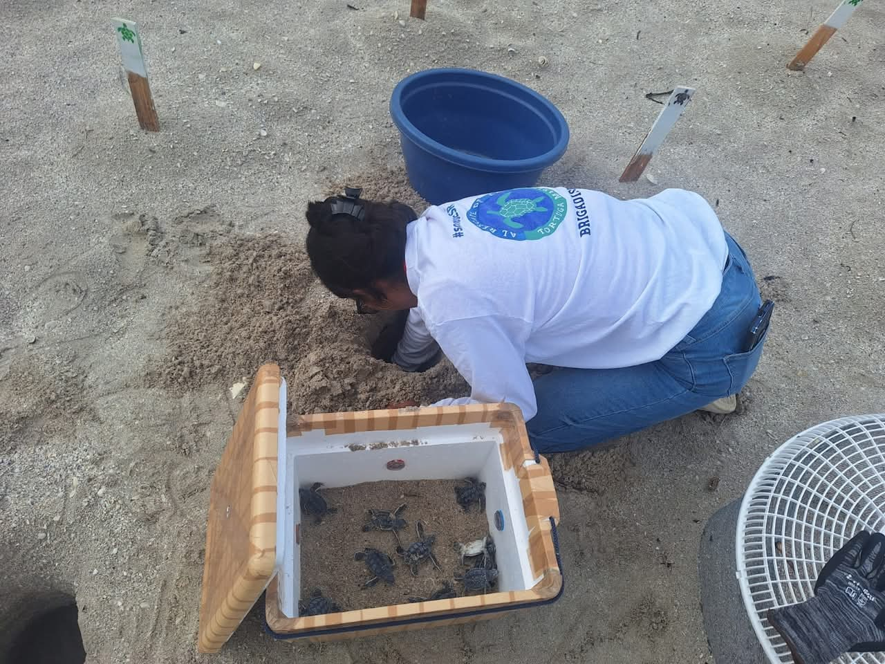 UNACAR lanza histórico proyecto para conservar tortugas marinas en Ciudad del Carmen