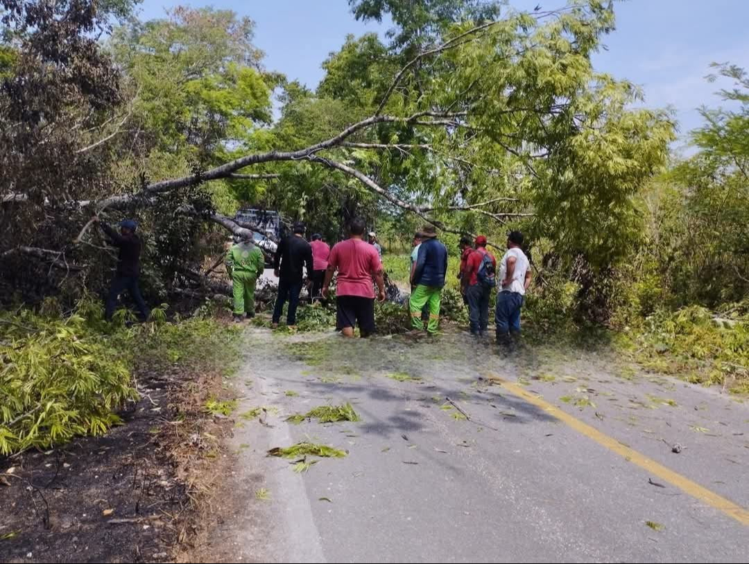 Cae árbol tras árbol en Candelaria y crece el riesgo en carreteras ante temporada de lluvias