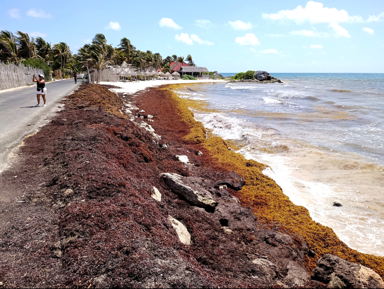 Tulum convoca a limpieza masiva de playas para combatir el sargazo   