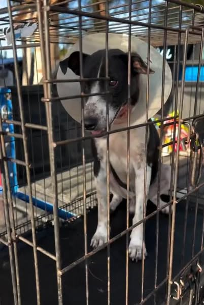 Perro es atacado por un jaguar en Mahahual y sobrevive