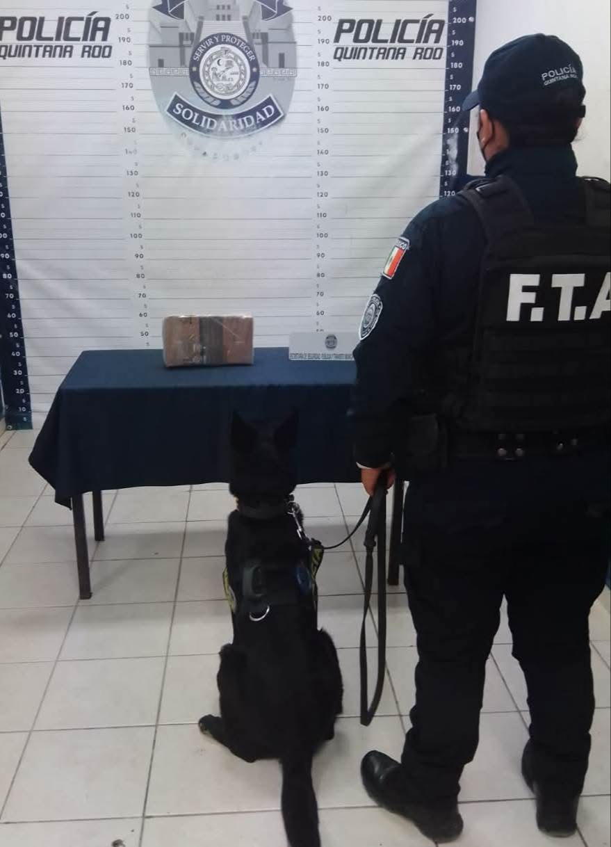 El 29 de enero de 2020 detectó a un individuo con varios paquetes de droga en el muelle fiscal de la ciudad El 29 de enero de 2020 detectó a un individuo con varios paquetes de droga en el muelle fiscal de la ciudad