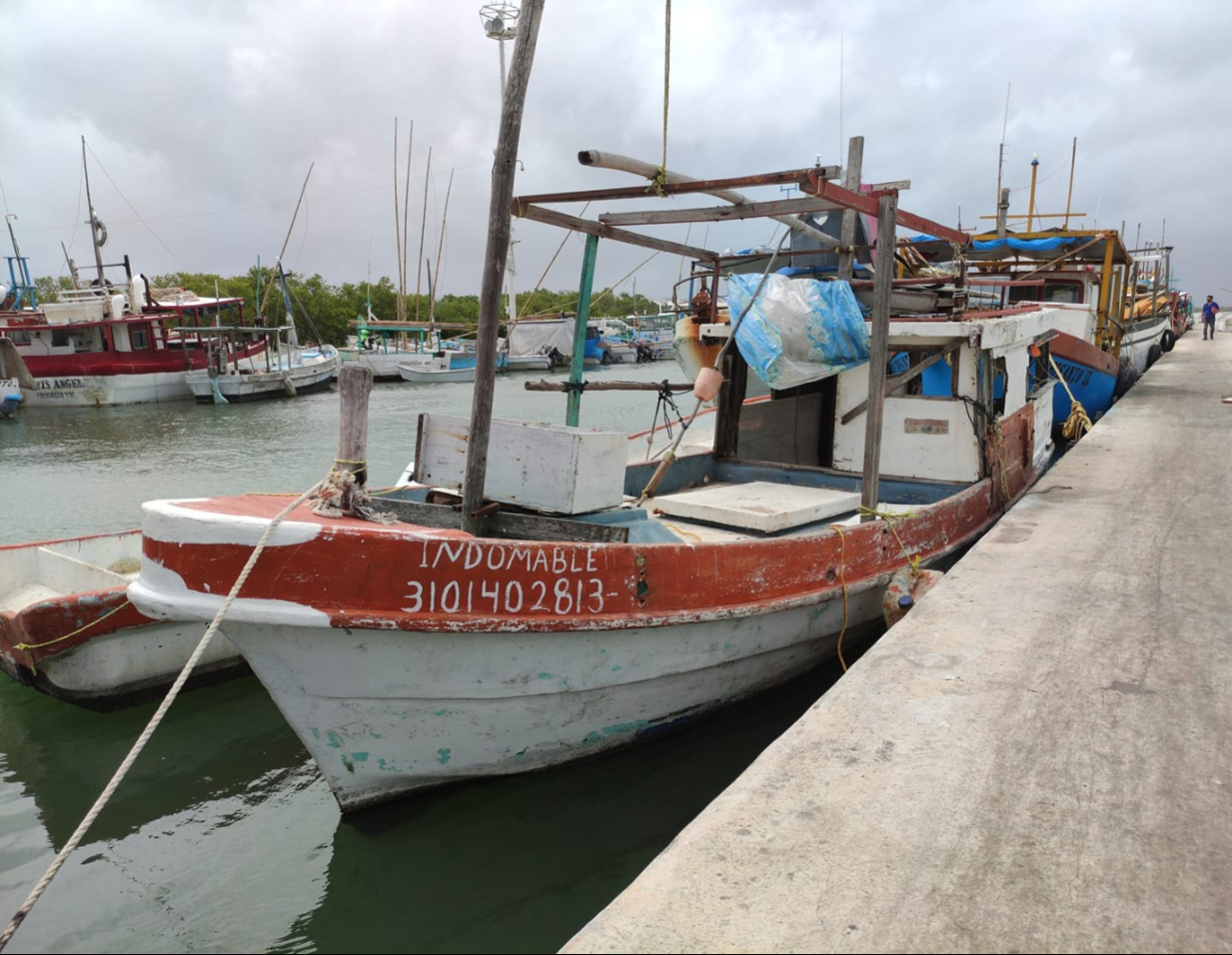 El precio del mero no ha bajado drásticamente, el producto está disponible: informa Canainpesca