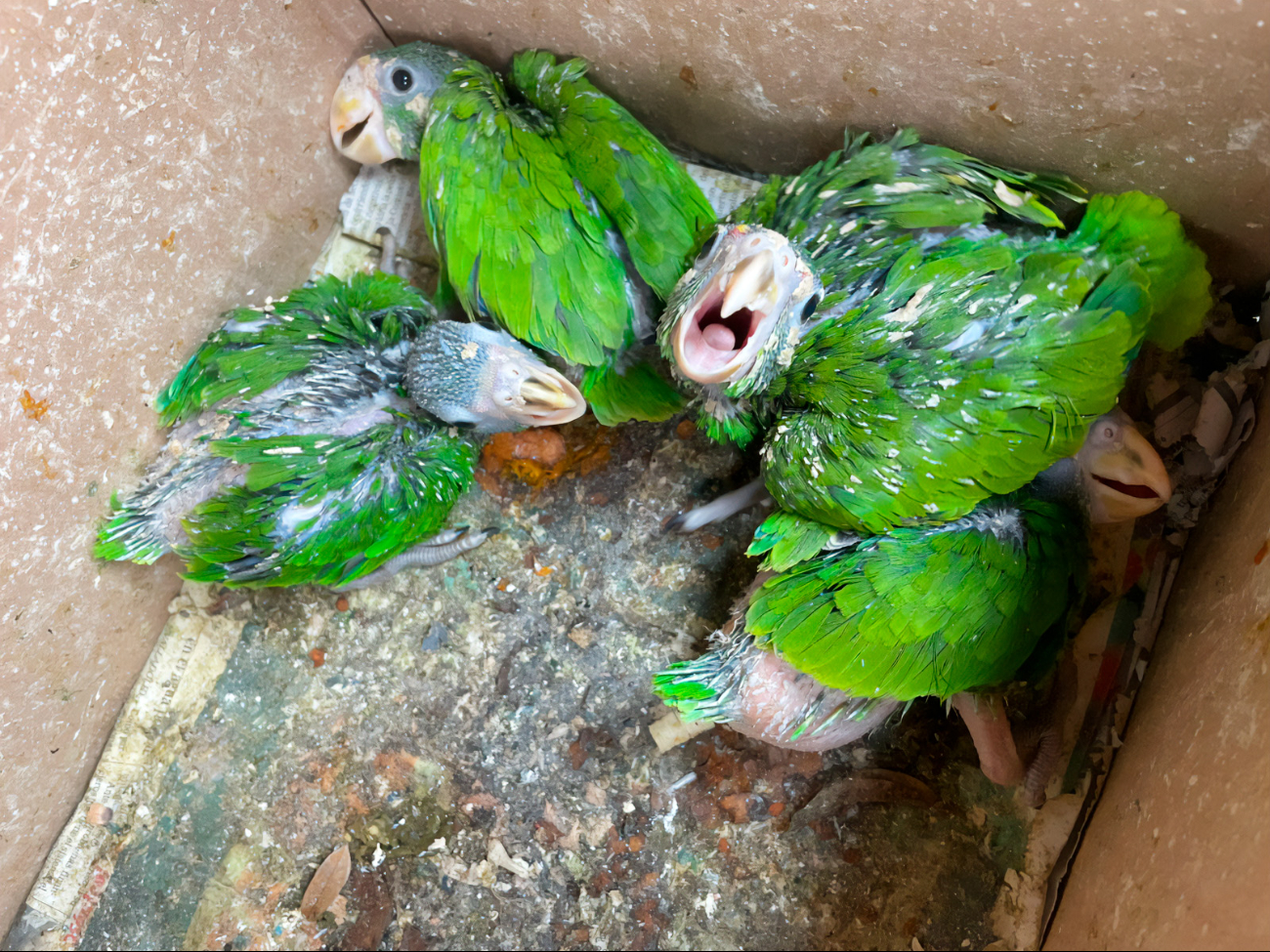 La FGR da seguimiento al presunto tráfico de especies en Yucatán