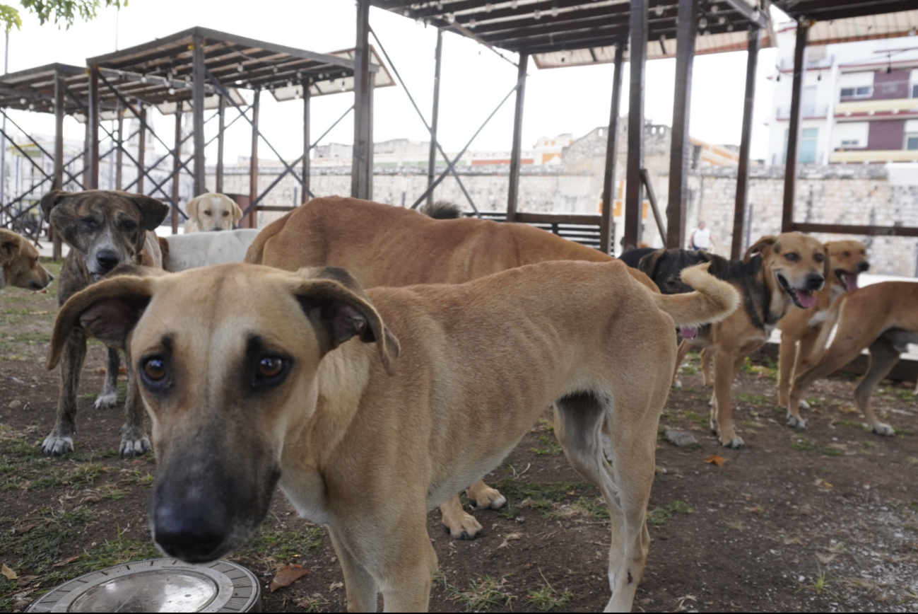 Lanzan campaña para nuevo albergue canino en Campeche