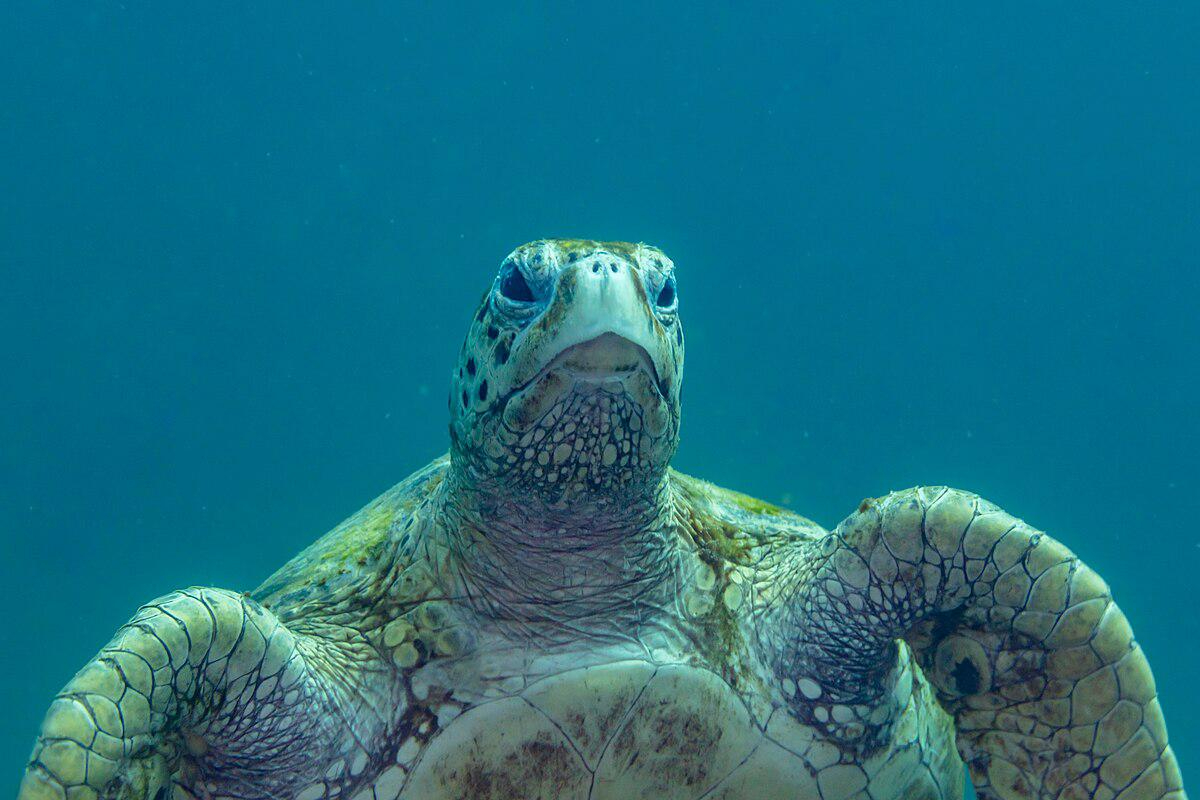 La tortuga carey se encuentra en peligro crítico de extinción de acuerdo a la UICN