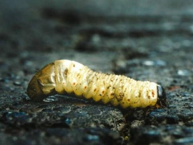 Aumentan a 41 casos de miasis por gusano barrenador en Quintana Roo