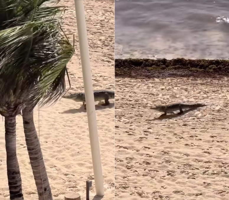 Graban a  cocodrilo “paseando" en una playa de Cancún: VIDEO