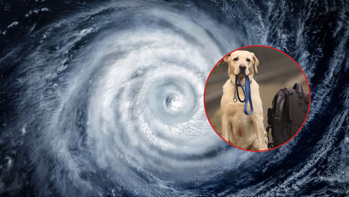 Temporada de huracanes en Quintana Roo: ¿Qué debe llevar una mochila de emergencia para mascotas?