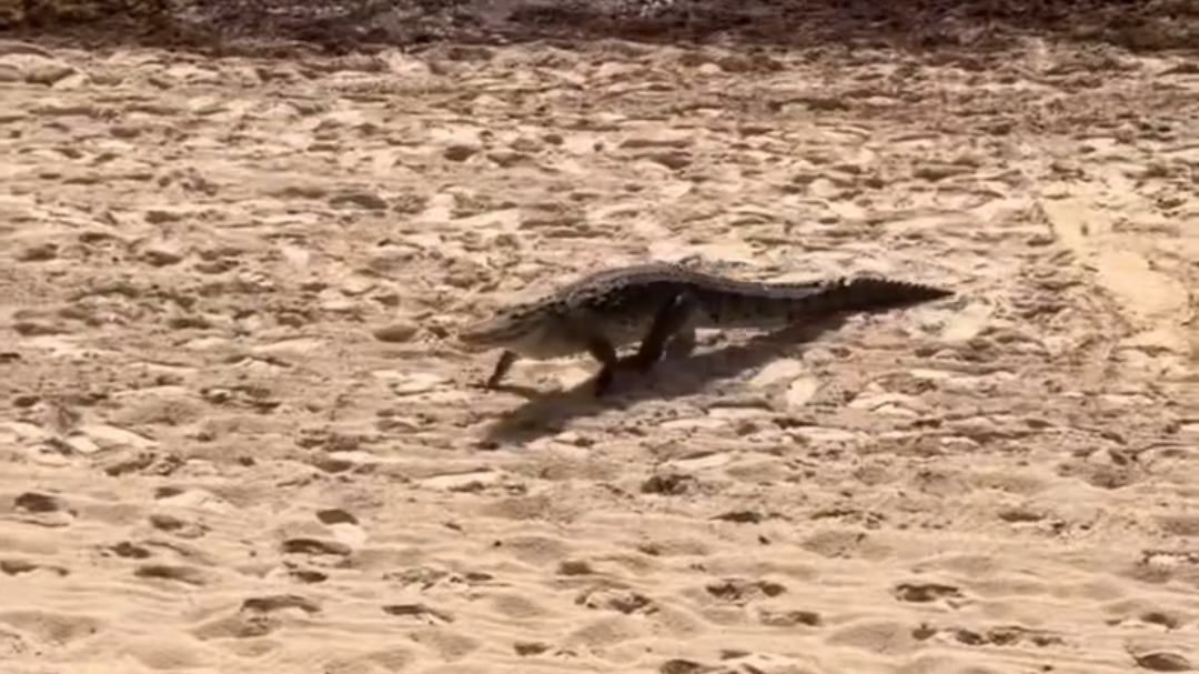 La tranquilidad del animal fue lo que llamó la atención de los presentes La tranquilidad del animal fue lo que llamó la atención de los presentes