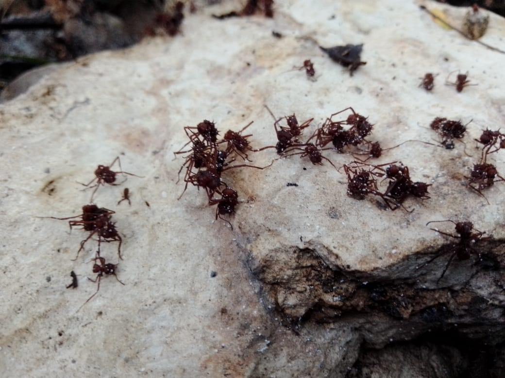 La temporada de lluvias trae consigo la presencia de plagas que afectan a las plantas, como el say La temporada de lluvias trae consigo la presencia de plagas que afectan a las plantas, como el say