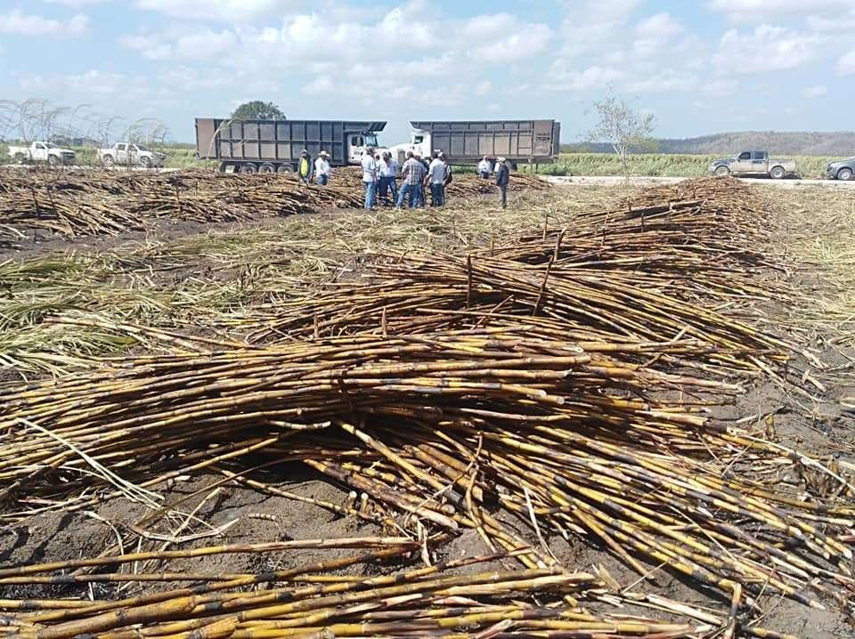 Cañeros de Quintana Roo no alcanzan la meta durante zafra 2024-2025 