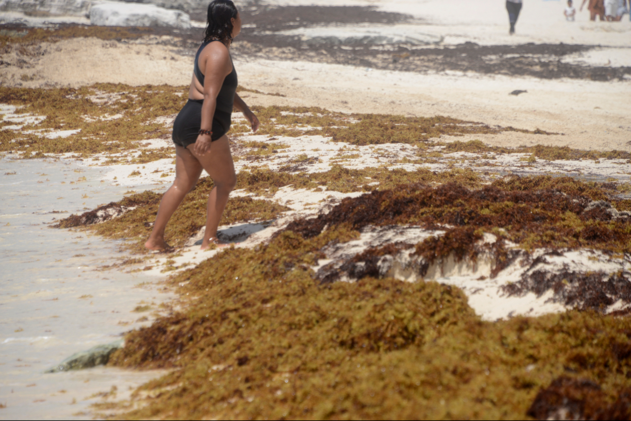 Los turistas nacionales e internacionales sorteaban el sargazo para ingresar al mar, Los turistas nacionales e internacionales sorteaban el sargazo para ingresar al mar,