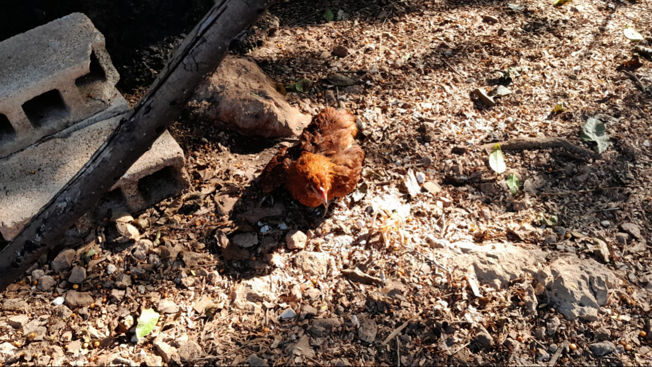 Se cree que sin la ofrenda, los aluxes envían malos aires y causan daños, como enfermedades o muerte en gallinas Se cree que sin la ofrenda, los aluxes envían malos aires y causan daños, como enfermedades o muerte en gallinas