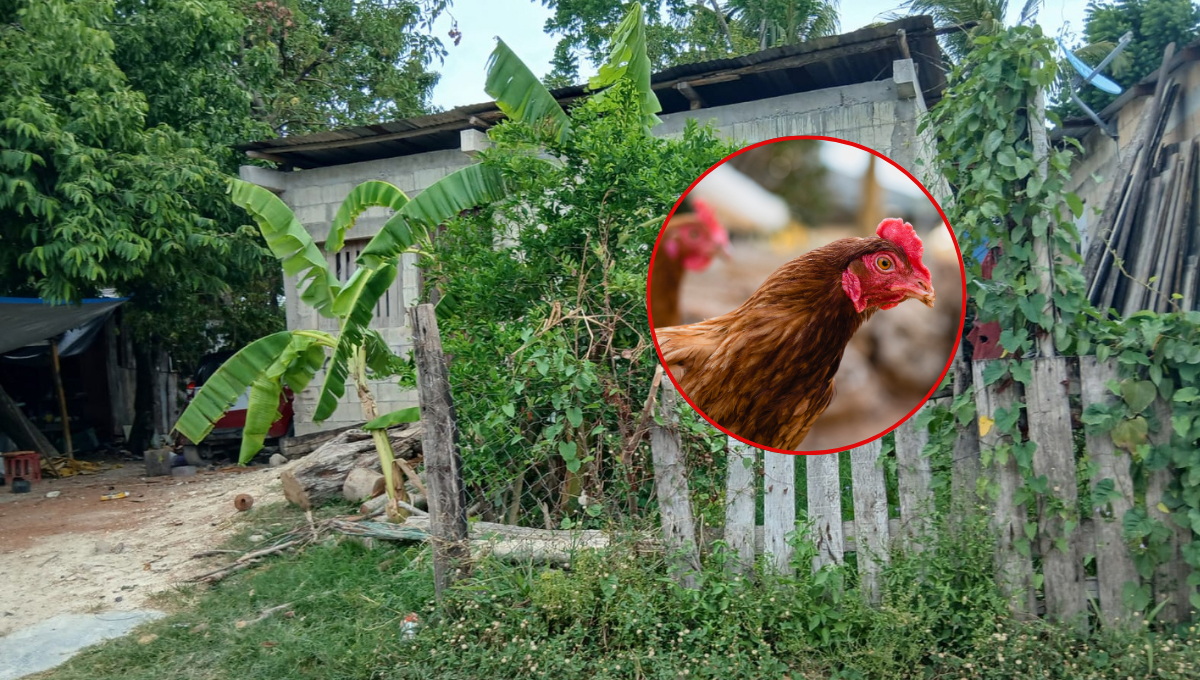 🐔 Roban gallinas durante la madrugada en Escárcega; dueña planeaba cocinar caldo 🐔 Roban gallinas durante la madrugada en Escárcega; dueña planeaba cocinar caldo