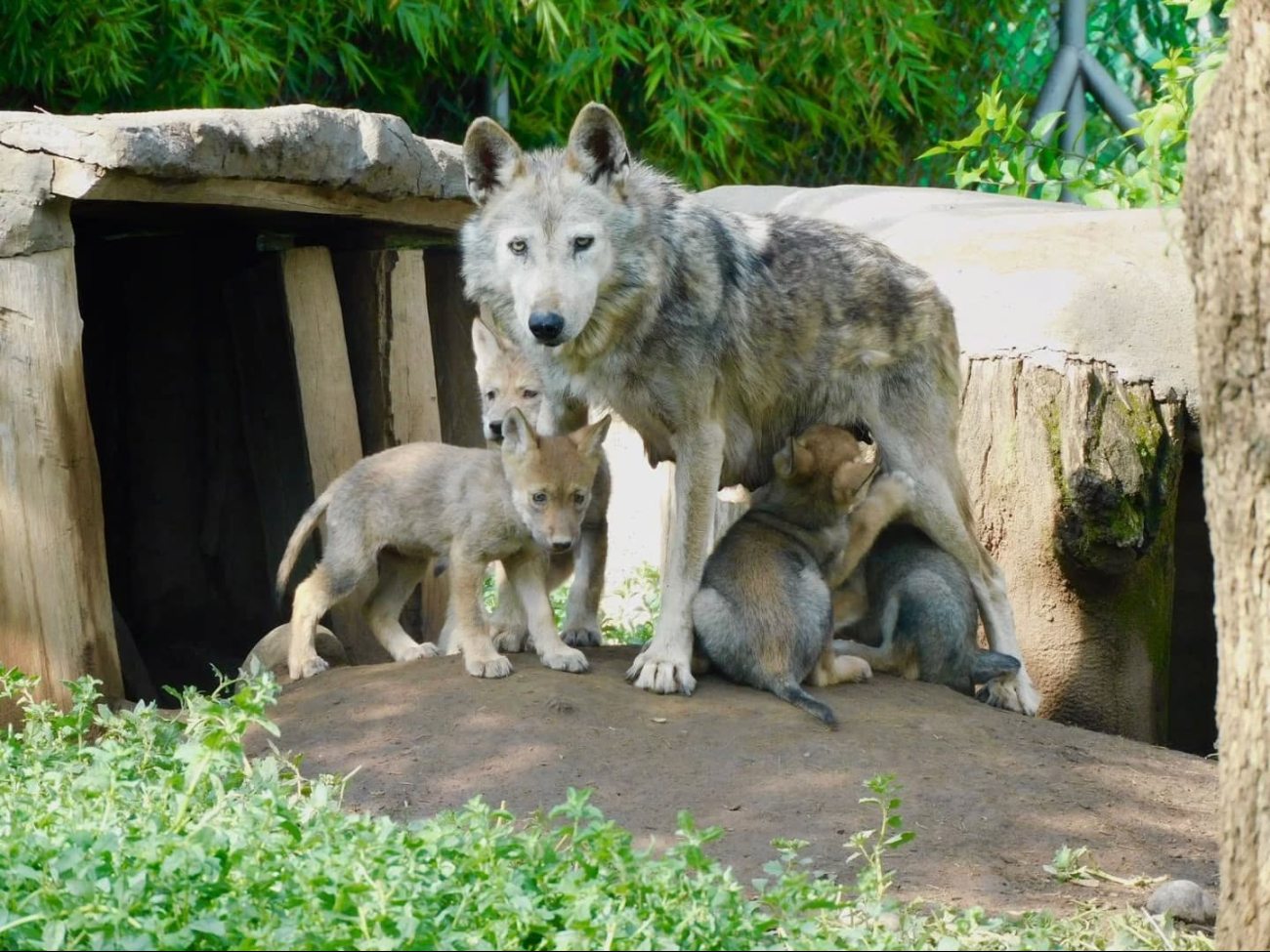 El nacimiento representa un paso más hacia la recuperación de la especie
