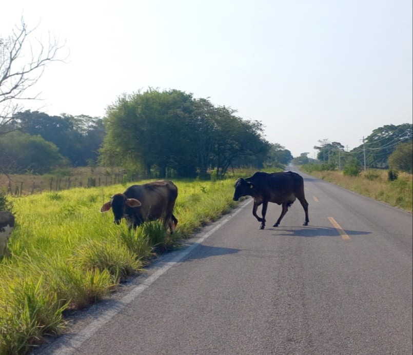 Habitantes de la zona aseguraron que la presencia de estos animales es bastante común Habitantes de la zona aseguraron que la presencia de estos animales es bastante común