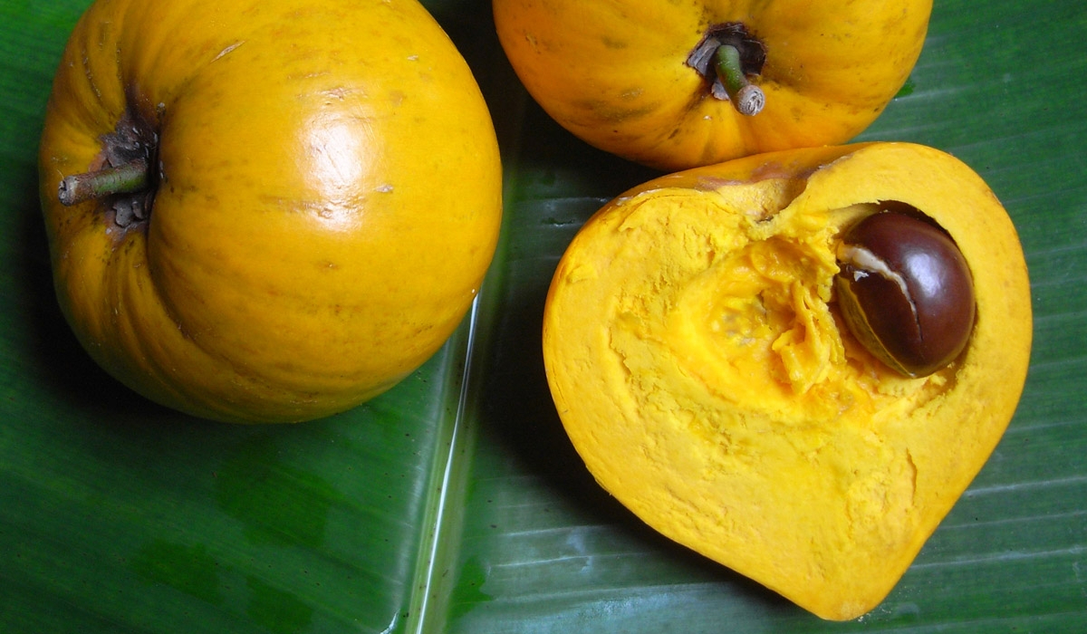 Los frutales mayas no convencionales se encuentran en peligro de desaparecer Los frutales mayas no convencionales se encuentran en peligro de desaparecer
