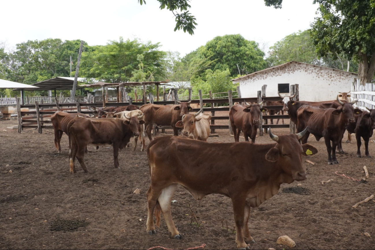 Investigan presunto maltrato animal en el CBTA 15 de Campeche