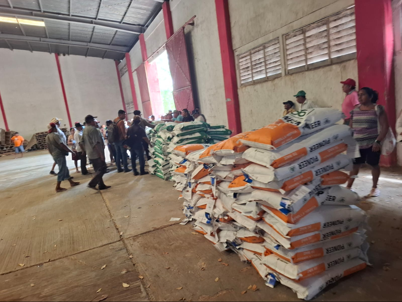 Advierten que no sirve sembrar si el precio del maíz cae, mientras la tortilla supera los 24 pesos por kilo. Advierten que no sirve sembrar si el precio del maíz cae, mientras la tortilla supera los 24 pesos por kilo.