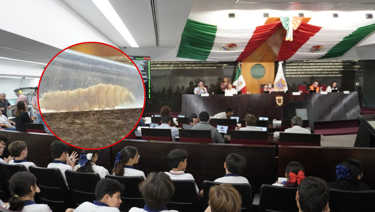 Aprueban exhorto federal por brote de gusano barrenador; rechazan apoyo para Salud Aprueban exhorto federal por brote de gusano barrenador; rechazan apoyo para Salud