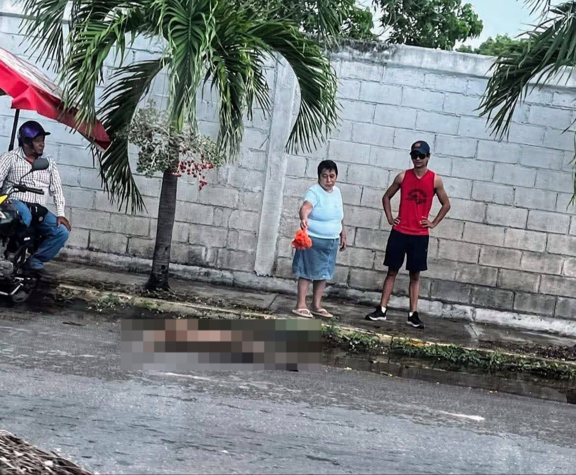 Venado muere al ser atropellado en colonia Jardines de Chetumal: VIDEO