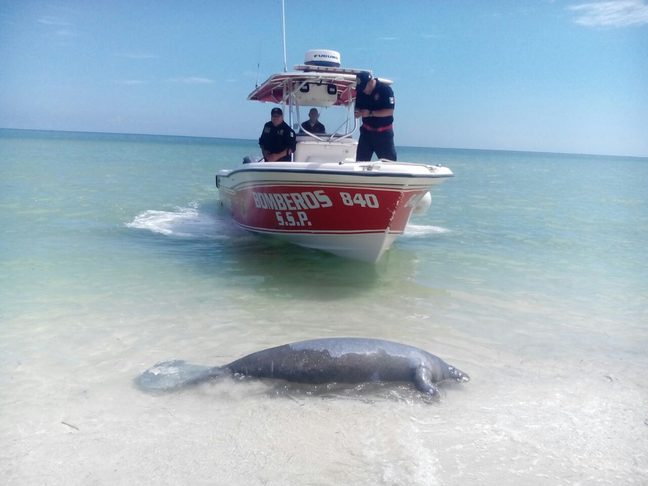 El enmallamiento representa la principal causa de muerte de mamíferos marinos en Yucatán El enmallamiento representa la principal causa de muerte de mamíferos marinos en Yucatán