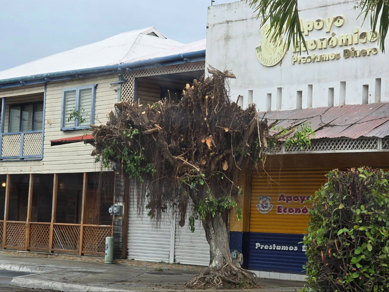 Indignación por árboles podados en el centro de Chetumal