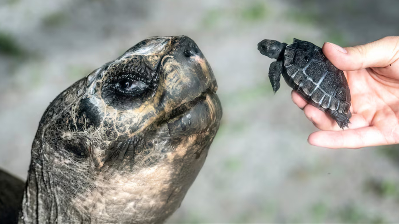 Tras varios intentos, la longeva tortuga logró concebir a su primogénito Tras varios intentos, la longeva tortuga logró concebir a su primogénito