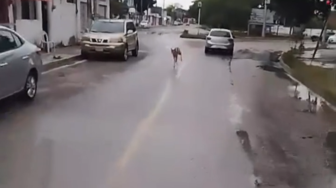 Venado muere al ser atropellado por un vehículo en colonia Jardines en Chetumal