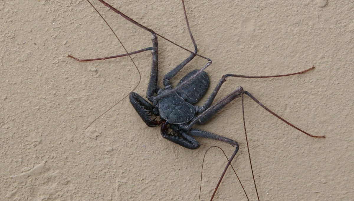 A pesar de su aspecto intimidante, la araña látigo no tiene glándulas venenosas ni representa peligro para los humanos A pesar de su aspecto intimidante, la araña látigo no tiene glándulas venenosas ni representa peligro para los humanos