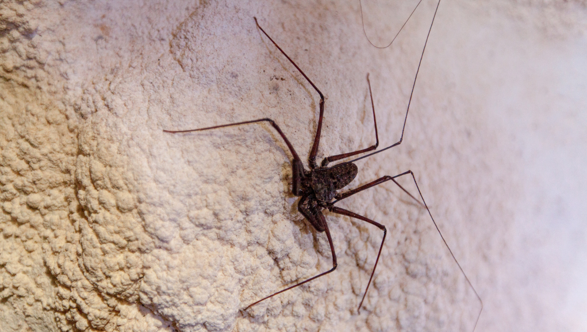 ¿La has visto? ¡No la mates! Esta araña de Campeche no es peligrosa, es tu aliada contra plagas
