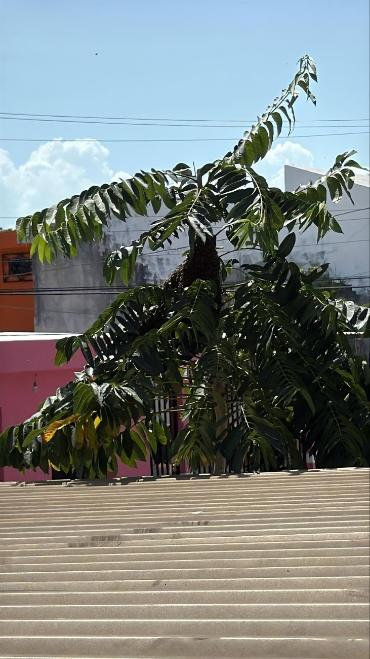 Las abejas habrían sido alteradas debido al ruido de una construcción cercana
