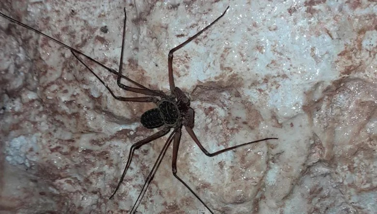 Su método de caza nocturna ayuda a controlar plagas dentro de los hogares. Su método de caza nocturna ayuda a controlar plagas dentro de los hogares.