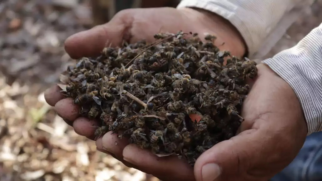 “No podemos seguir permitiendo este tipo de prácticas”: Semarnat lanza alerta en Yucatán tras el exterminio de abejas en Nohalal