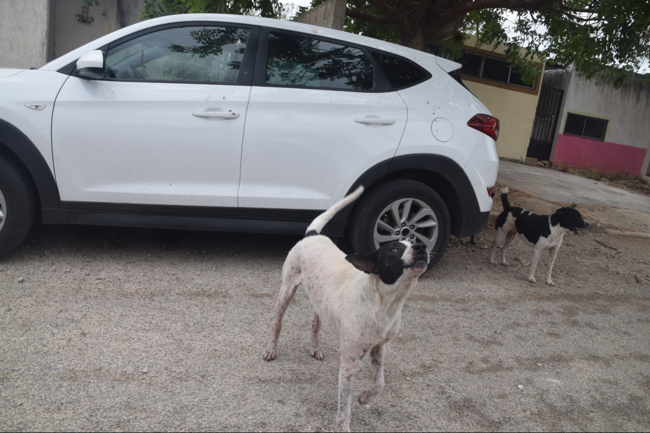 Sobrepoblación de perros de la calle en Mérida, un problema cultural y de educación
