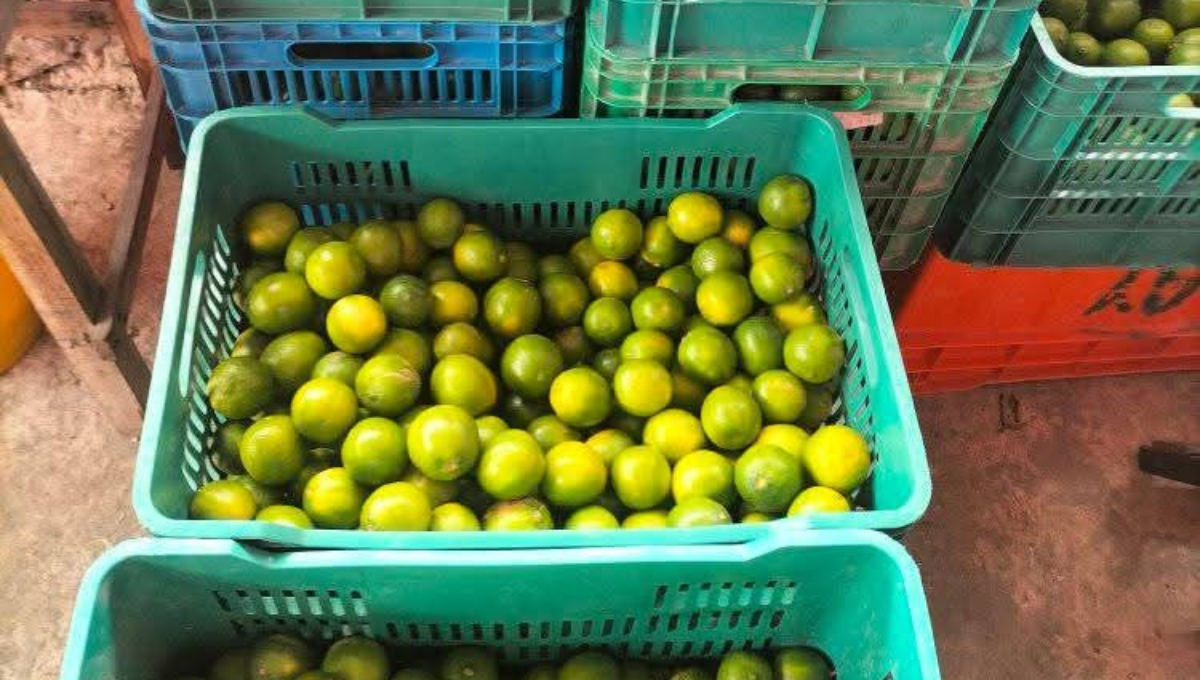 Precio del limón se desploma a 10 pesos por kilo en Sabancuy; urgen apoyos para agricultores