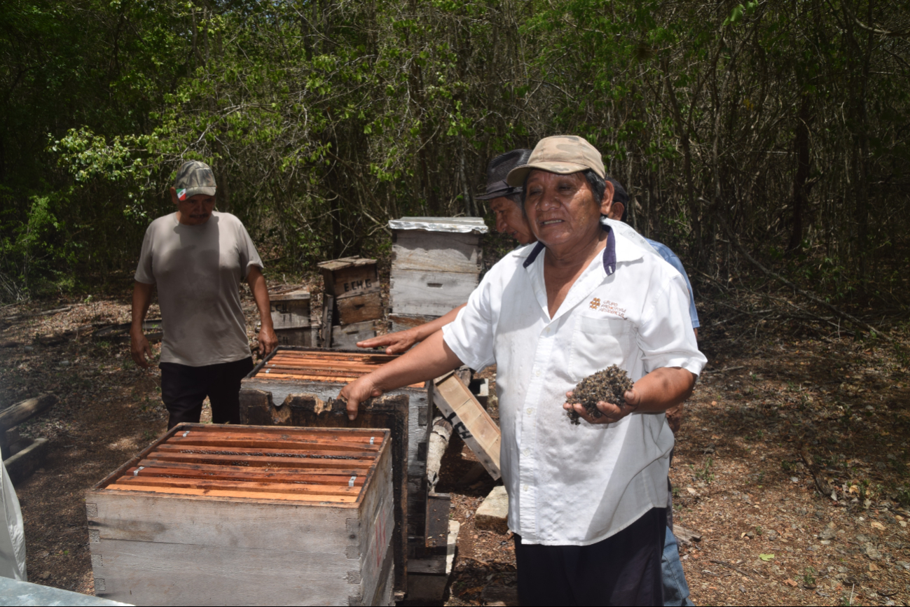 El exterminio de abejas, por plaguicidas, es un duro golpe económico y a la agricultura regional