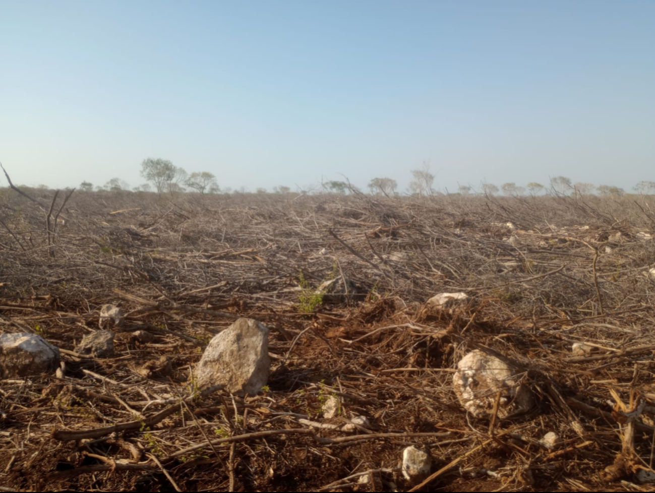Frenan ecocidio en Baca: Empresario ordena  la tala ilegal de tierras ejidales