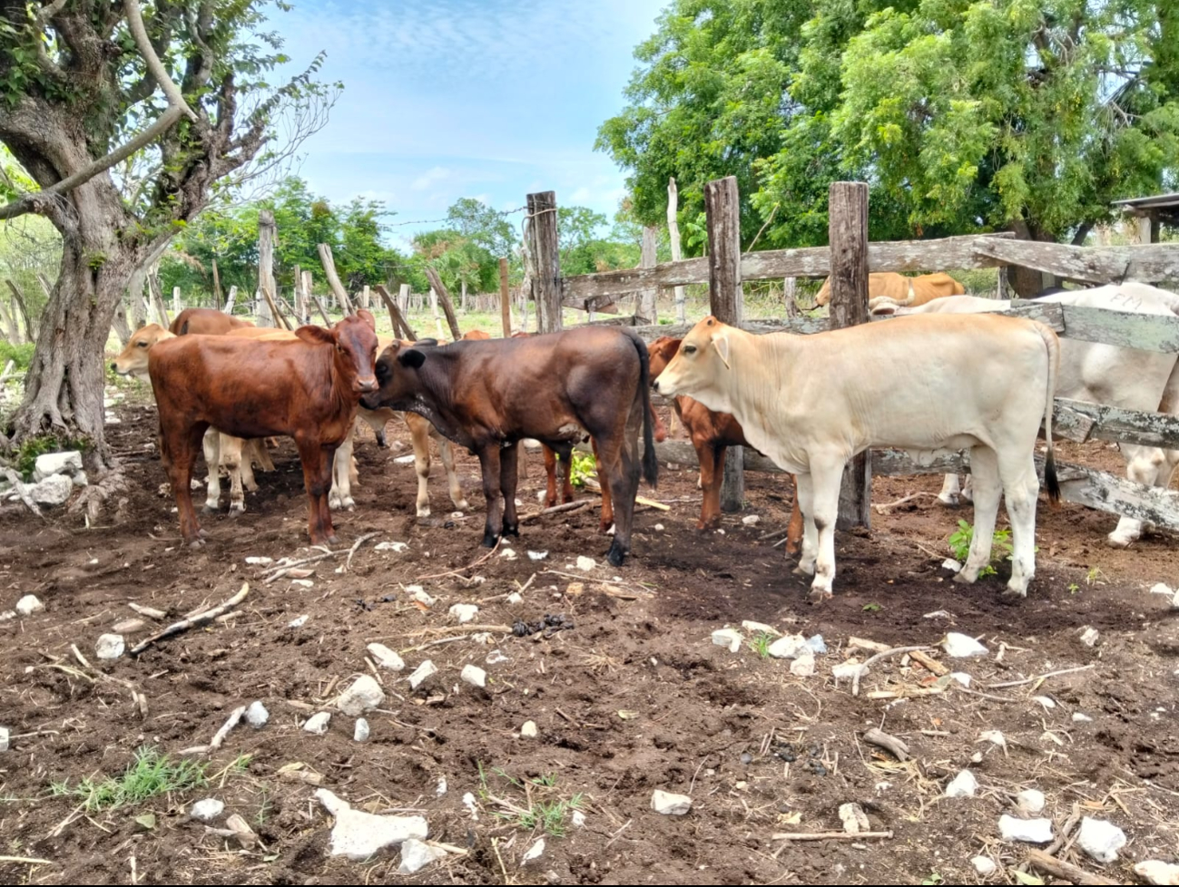 Ganaderos de Tenabo agradecen al dios Chac por lluvias que fortalecen al sector