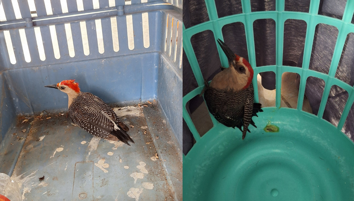 Rescatan a pájaro carpintero herido en Campeche tras ataque de gato