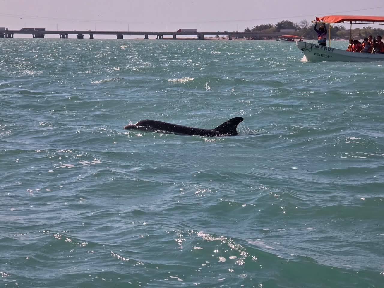 Delfines dejarán los espectáculos: proponen la Laguna de Términos como santuario marino